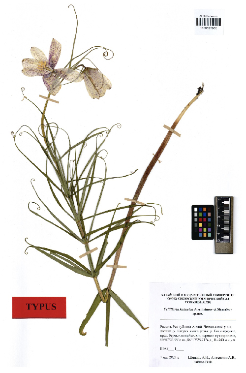 F. katunica